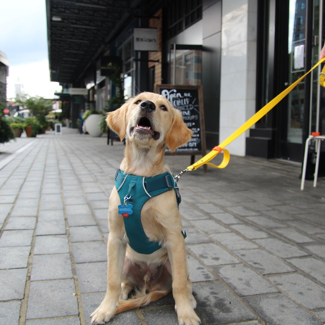 Biothane Leash With Traffic Handle Etsy