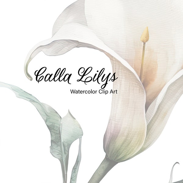 Watercolor Calla Lily design clip art flower weddings watercolor Lily PNG designs Invitations