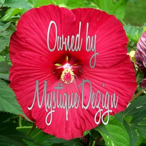 COMMERCIAL USE Instant Download Hibiscus Flower Photography 1x1 Bright Red Floral Photography Multiple Sizes