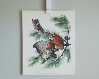 Little Screech Owl Audubon Print (1964)