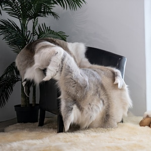 Reindeer Hides: Scandinavian Reindeer - XXL