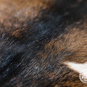 Puede incluir: Primer plano de una alfombra de piel de vaca marr&oacute;n y negra con un parche blanco. La textura de la piel es visible, mostrando los pelos individuales.