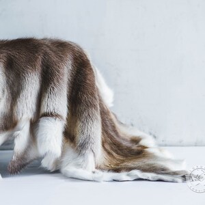 May include: A reindeer hide rug, featuring a blend of brown and white fur. The hide is draped, displaying its natural colour variations and texture. A luxurious home decor item, ideal for adding warmth.