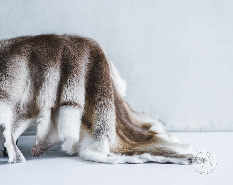 May include: A reindeer hide rug, featuring a blend of brown and white fur. The hide is draped, displaying its natural colour variations and texture. A luxurious home decor item, ideal for adding warmth.