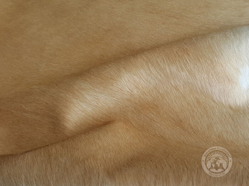 May include: Close-up of a light brown cowhide with a soft, fuzzy texture. The hide is folded in half, revealing the underside.