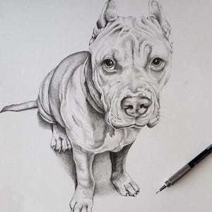 Custom Pet Art, Pencil drawing from photo realistic drawing.