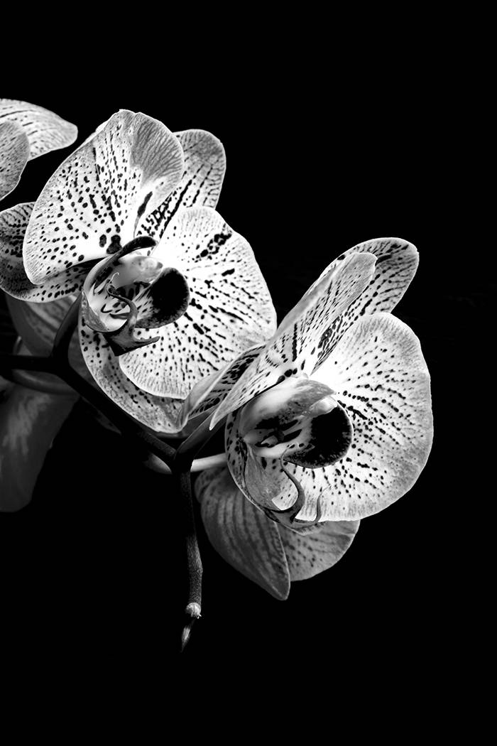 Black White Orchid Digital Print Floral Wall Art Flower Etsy