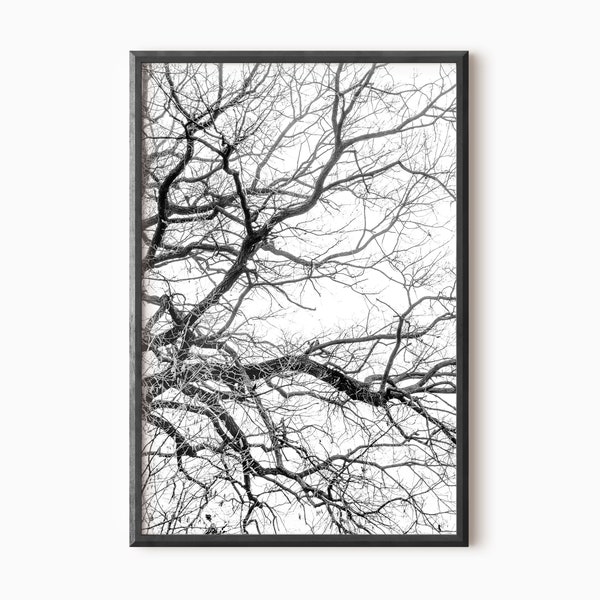 Tree Branch Print Nature Wall Art | Black And White Tree Wall Art | Forest Branches | Tree Photography Digital Download   #0471