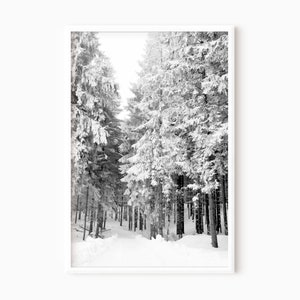 Forest Printable Art | Winter Pine Trees Photography | Instant Download   #0051