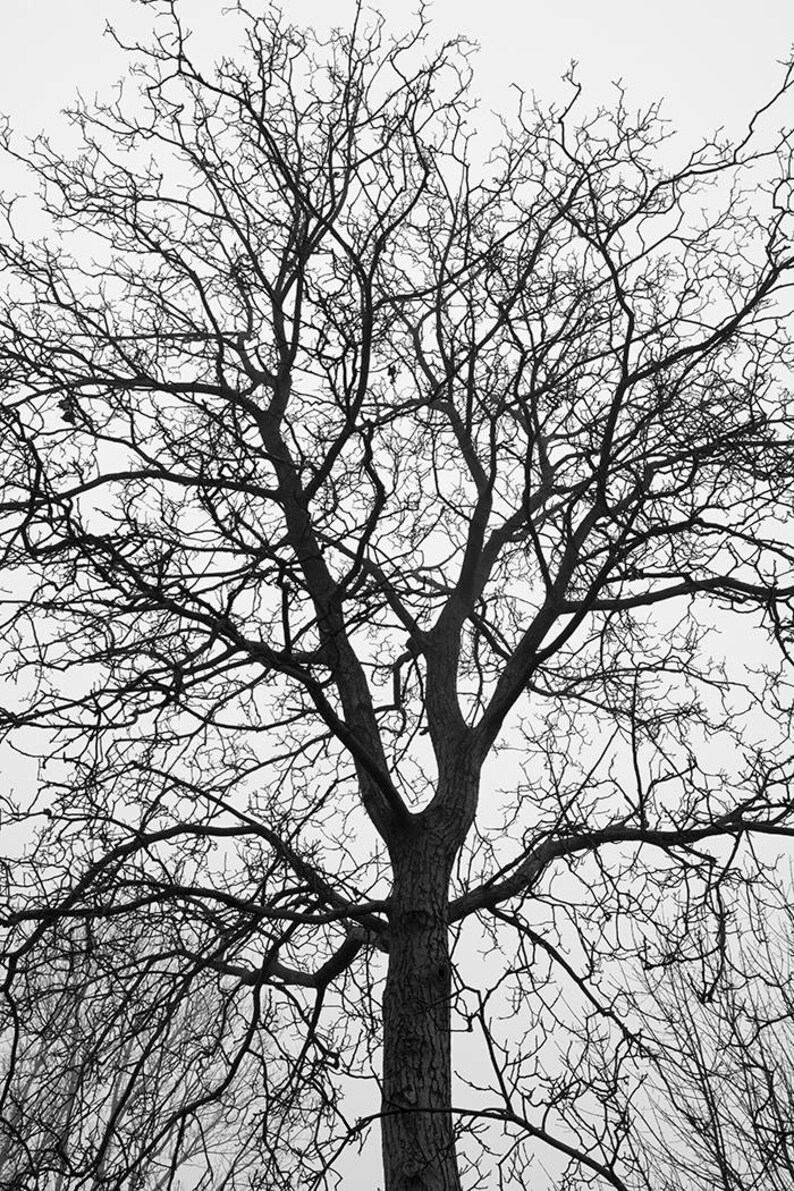 Black Tree Print Black and White Tree Wall Art - Etsy