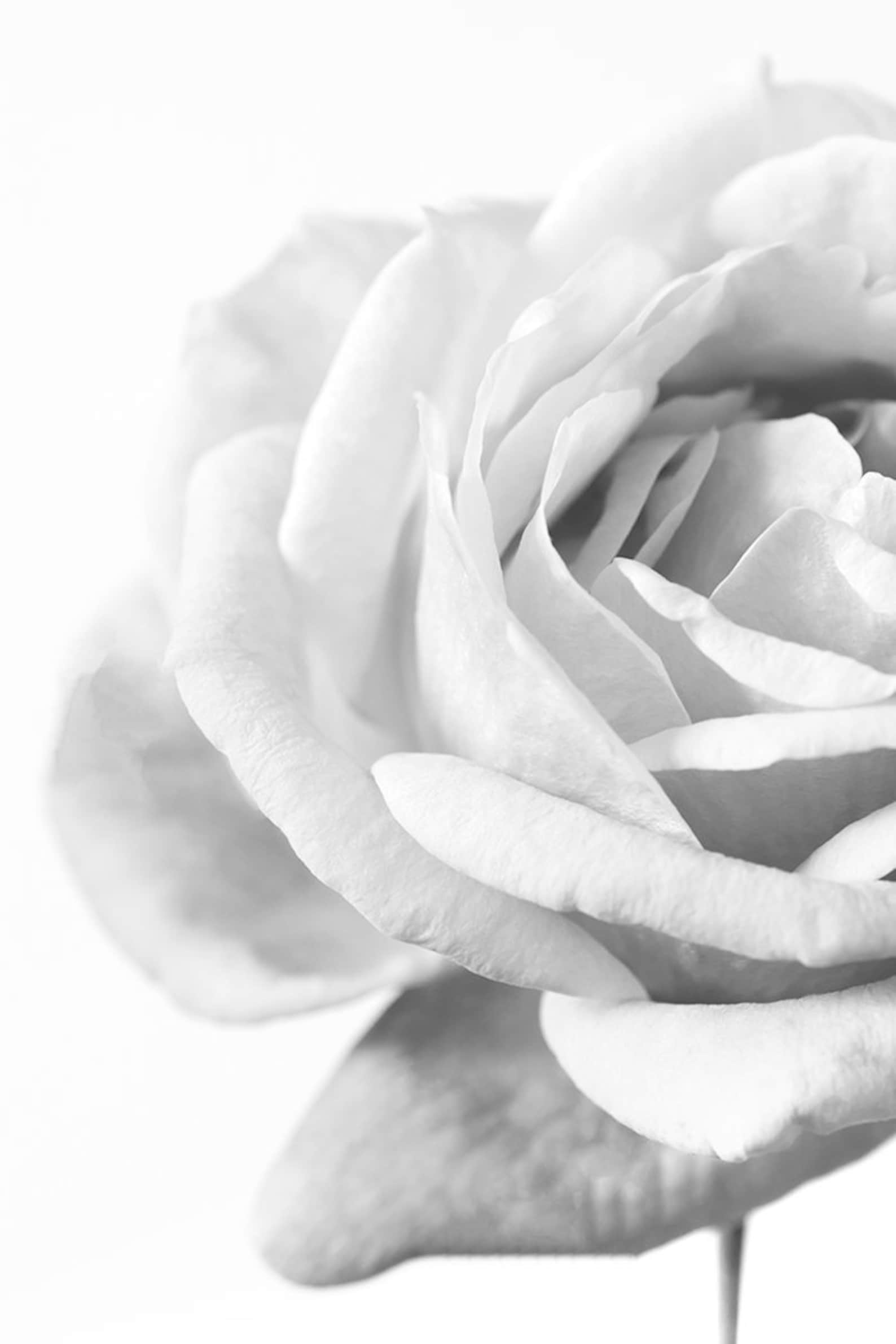 Black and White Rose Art Flower Photography Minimalist Etsy