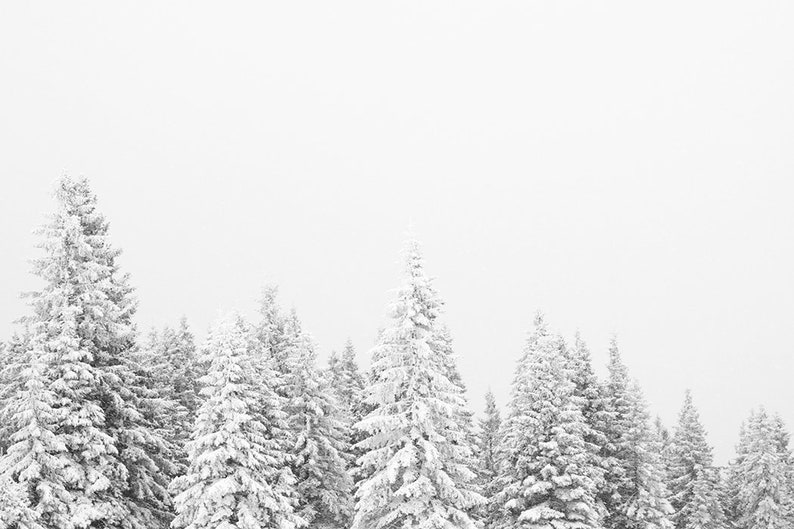 Winter Forest Print Christmas Wall Art Snow Covered Pine Trees Etsy winter-forest-print-christmas-wall-art-snow-covered-pine-trees-etsy