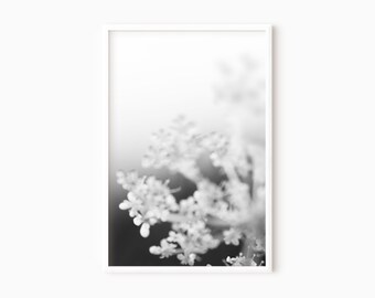 Flower Photo Black And White | Printable Queen Anne's Lace Photography DOWNLOAD    #0036