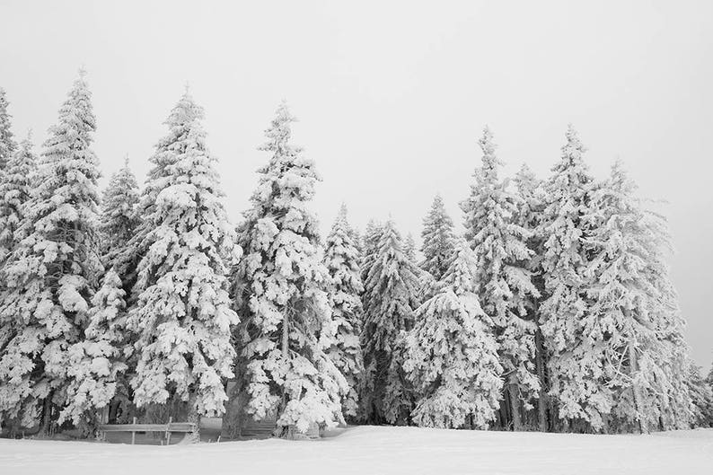 White Forest Poster Black and White Forest Print Forest Wall Etsy