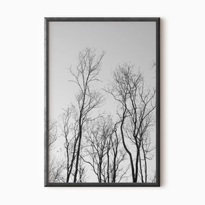 Forest Wall Art | Black And White Printable Forest Photography | Digital Download    #0453