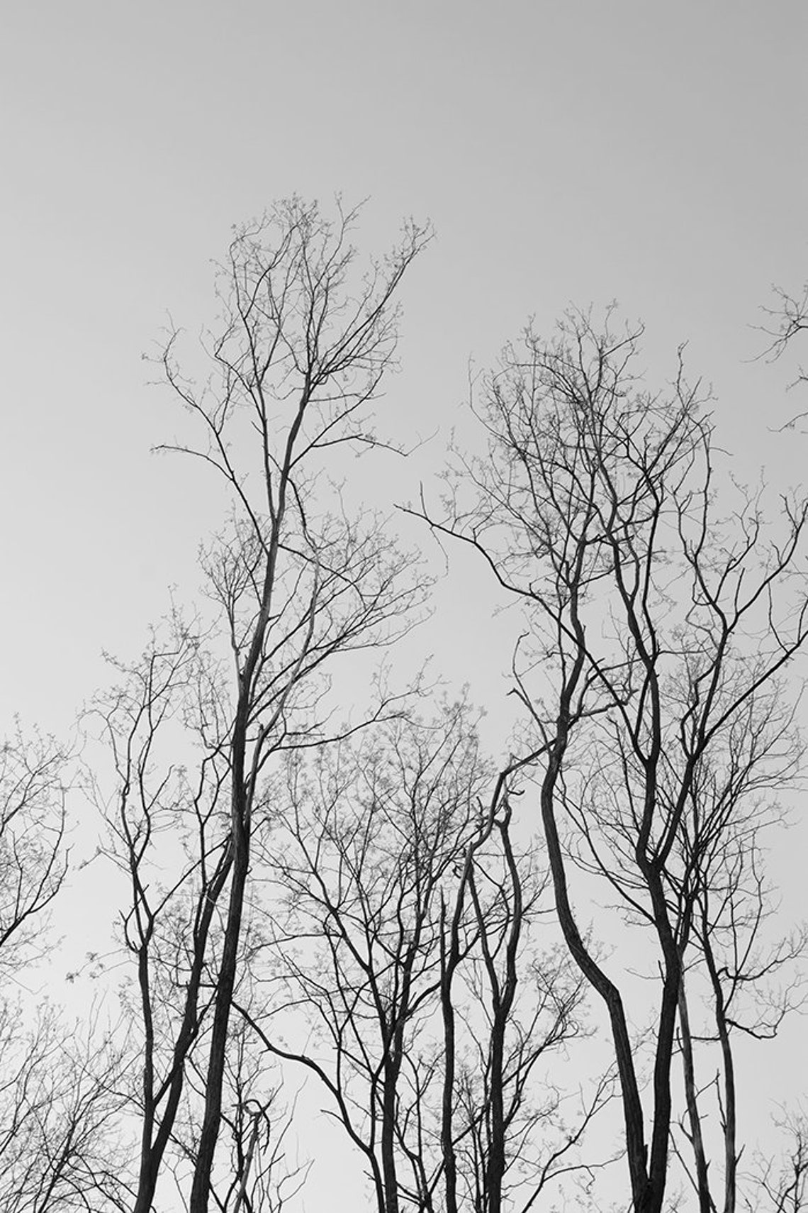 Forest Wall Art Black and White Wall Decor Printable Etsy