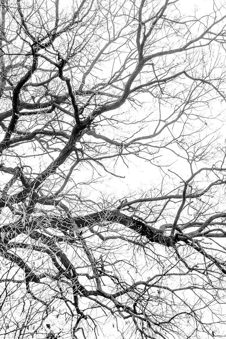 Tree Branch Print Nature Wall Art Black and White Tree Wall Etsy