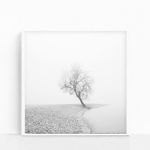 Tree Photography Black and White Square Wall Art Landscape Etsy
