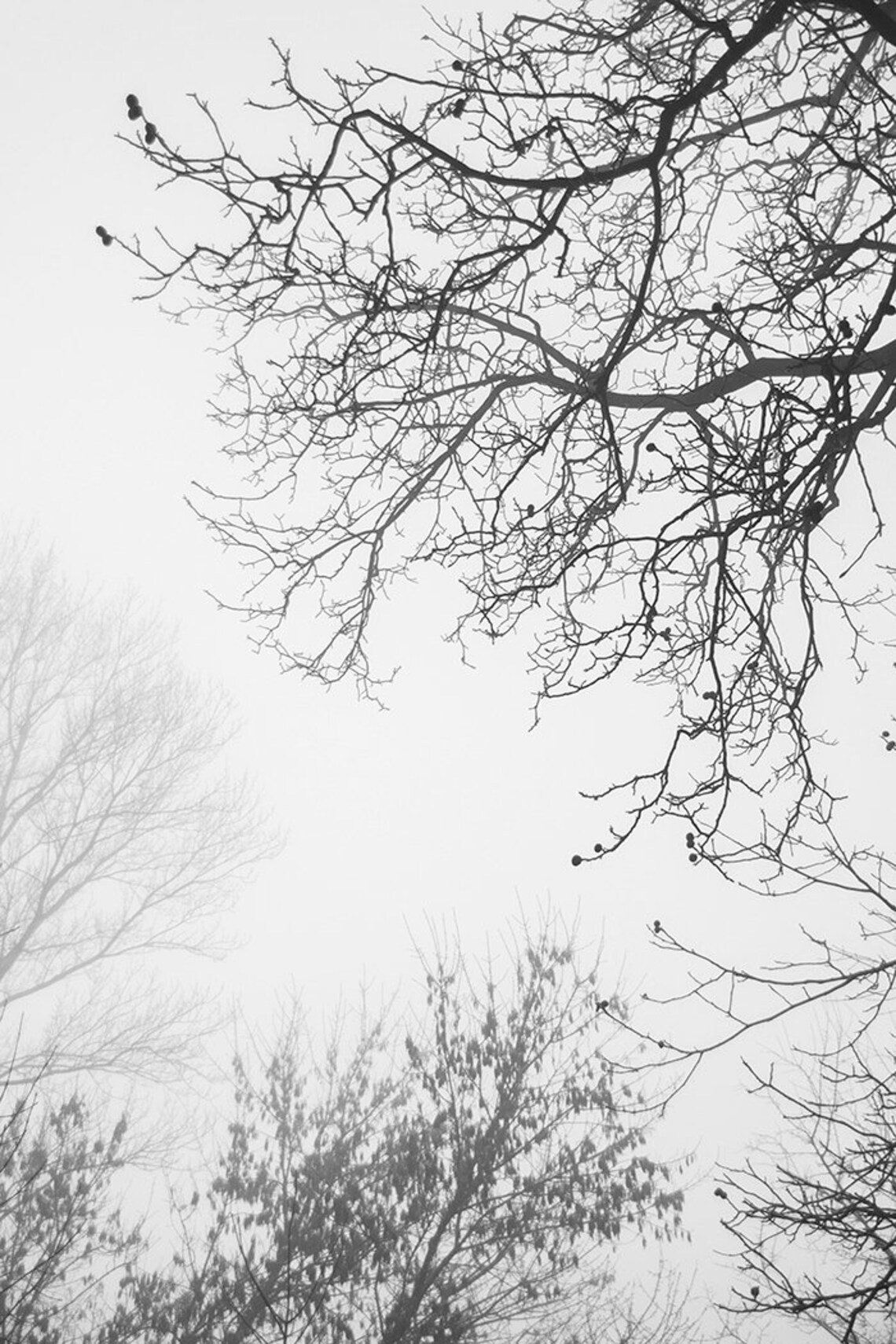 Tree Wall Art Black and White Art Nature Prints Nordic Etsy