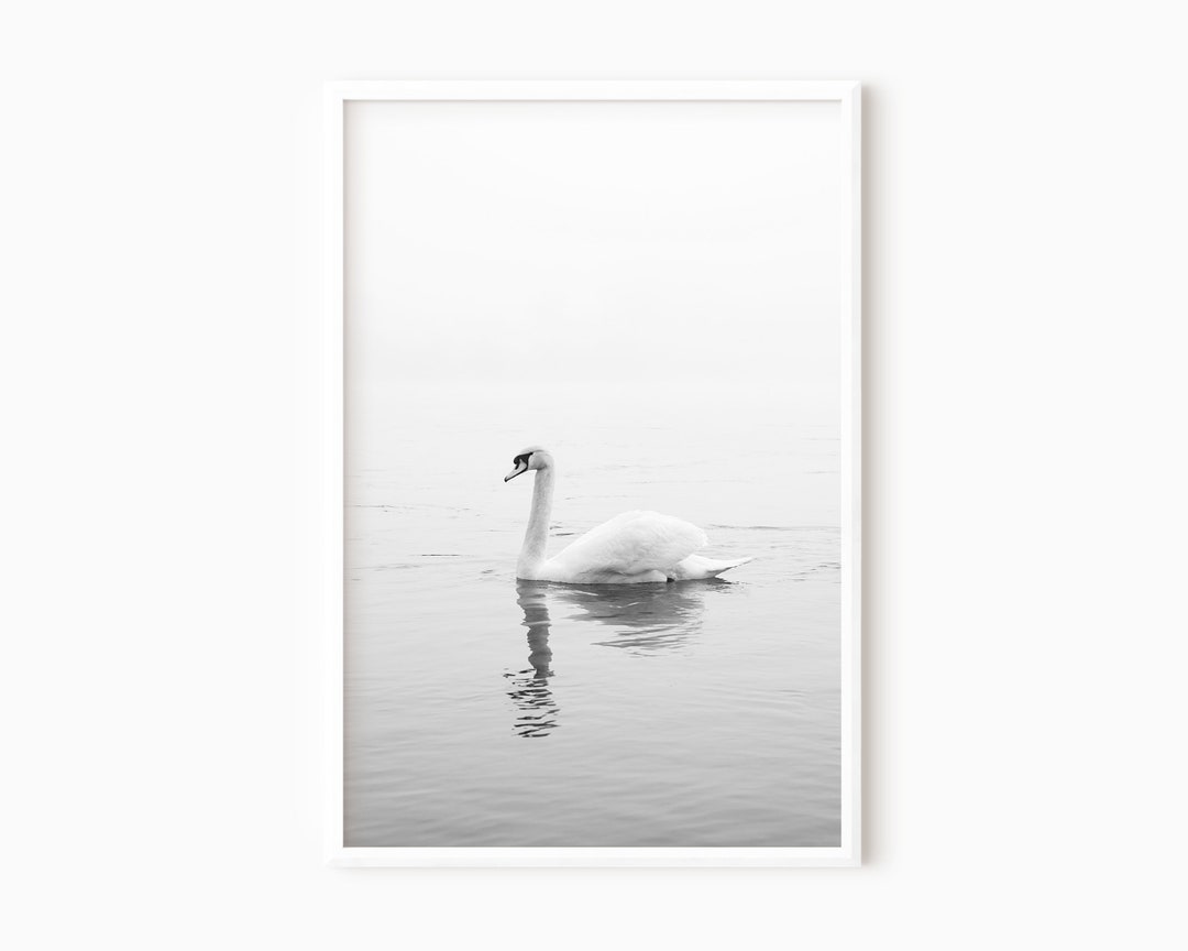 Swan Printable Art Print | Digital Nature Photography Download #0409 - Etsy