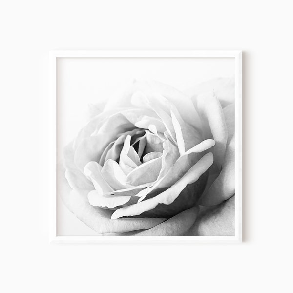 Black And White Rose Photography | Flower Print | Shabby Chic Decor | Printable Photo | Floral Art Print | Flower Photography  #0492