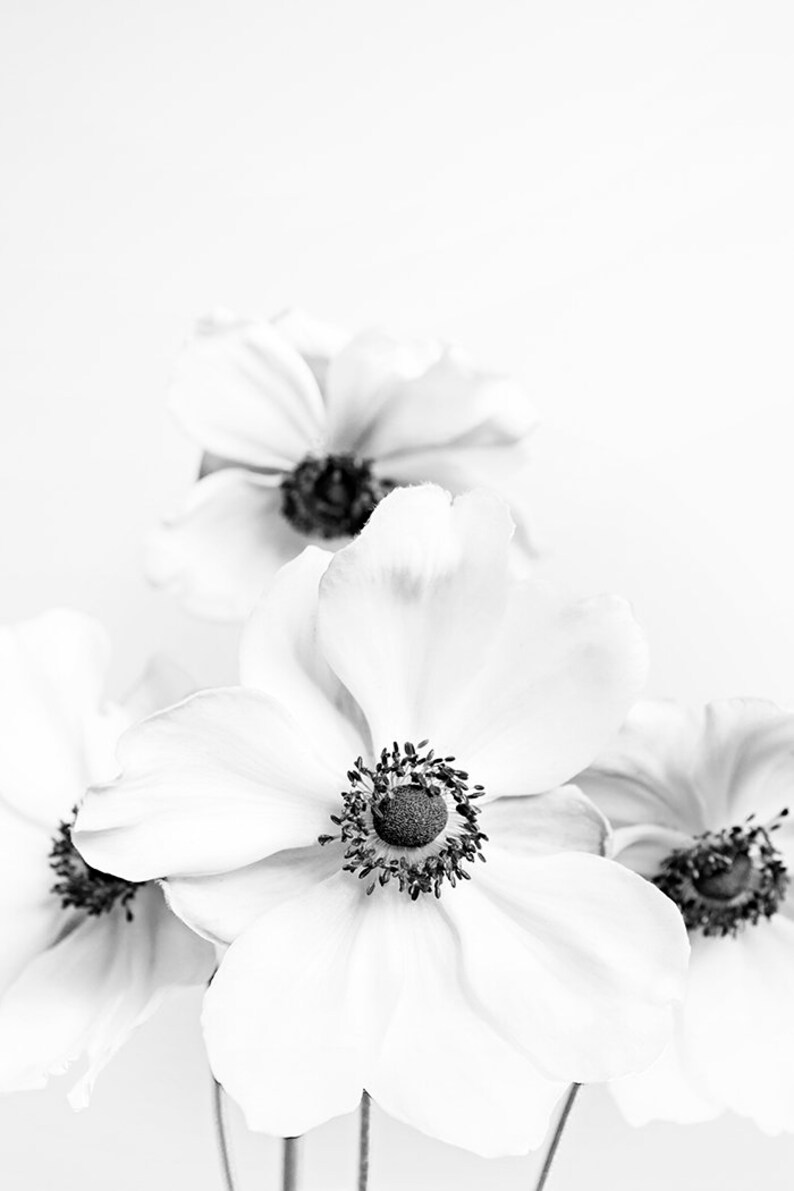 Black And White Flower Prints White Flowers Print Etsy
