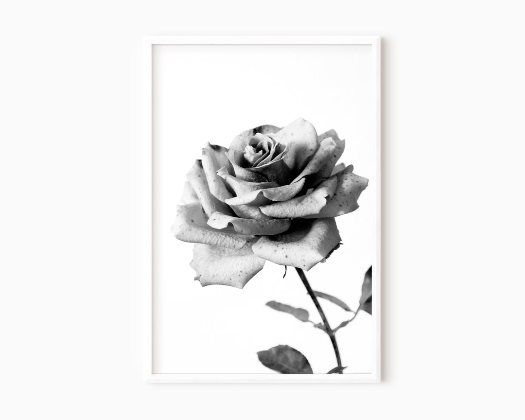 Black and White Rose Wall Art Minimalist Flower Art Etsy