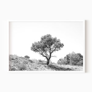 Black And White Tree Photography | Nature Print | Digital Download   #0722