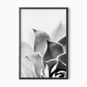 Cactus Print Black and White Succulent Print Cacti Print Cactus Botanical Print Cactus Wall Art    #0383