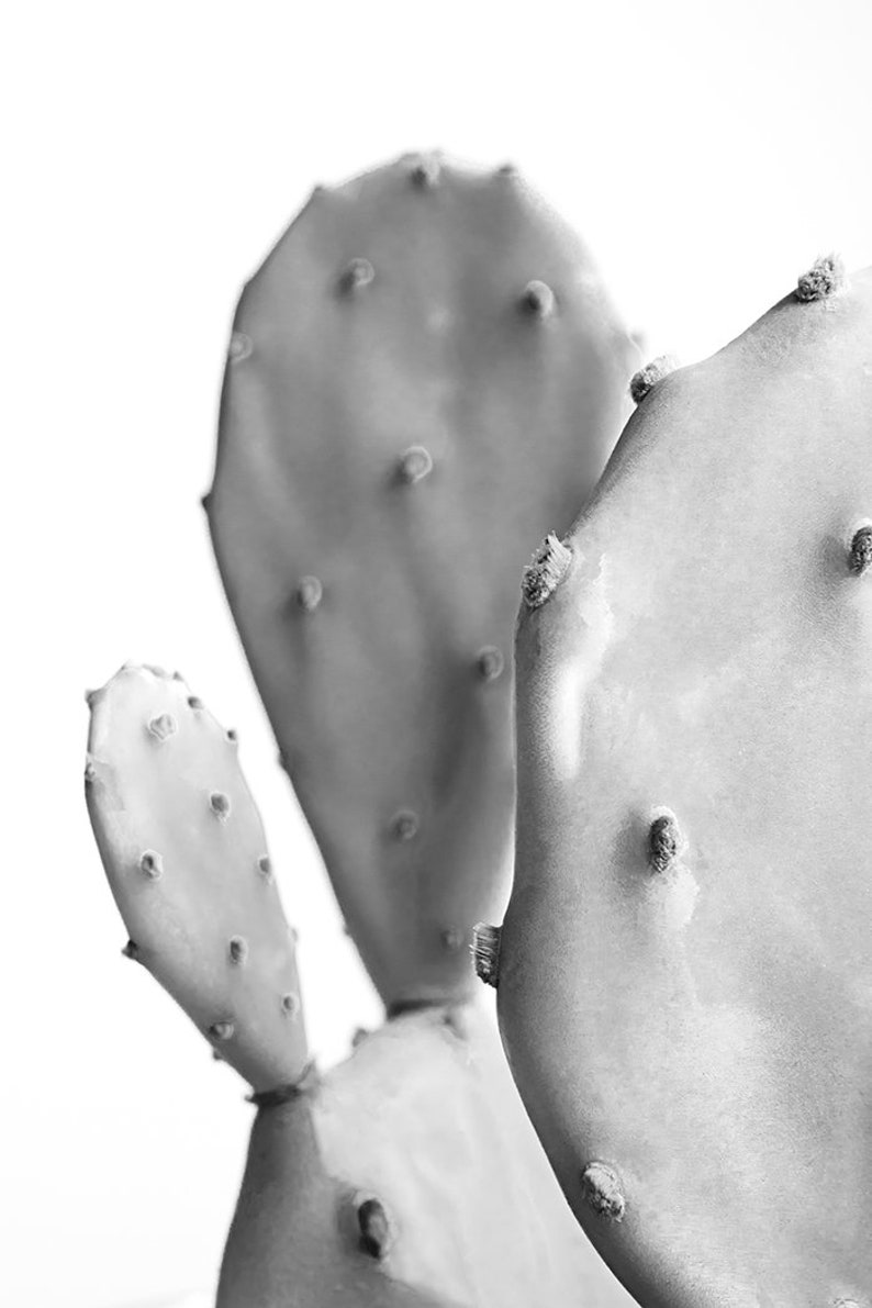 Cactus Wall Art Black and White Southwestern Decor Etsy