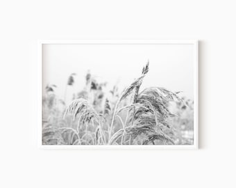 Grass Photo | Black And White Digital Nature Prints   #0337