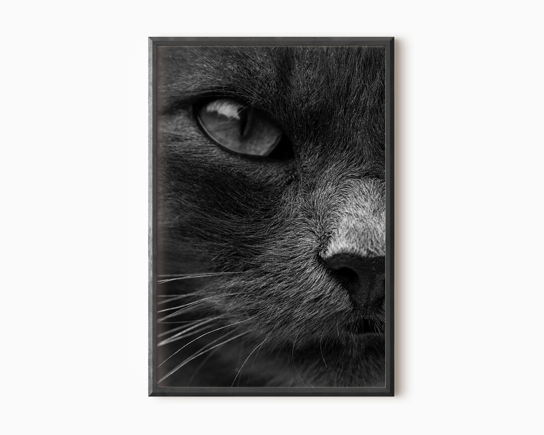 Cat Eyes Print Cat Lover Gift Digital Kitty Photo Instant Etsy