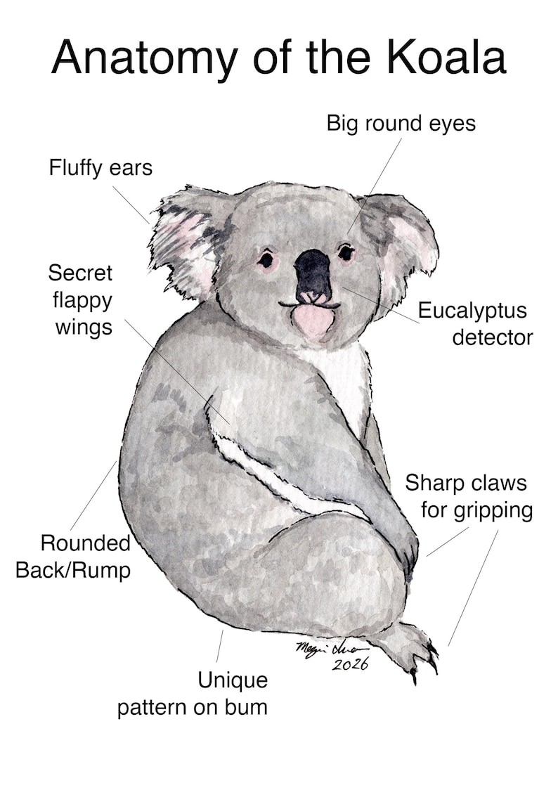 Anatomy Of The Koala digital Download Of Original Labeled Handmade 