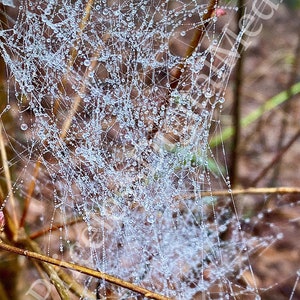 Dewey Spiderweb Digital Download