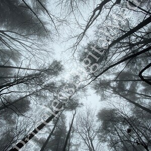 May include: A view looking up through the branches of a forest. The trees are bare and the sky is overcast with fog.