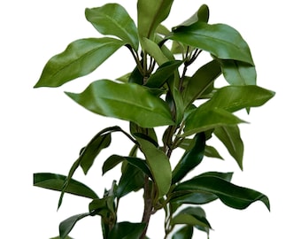 24" Green Laurel Stem: Faux Greenery for Wreath Making