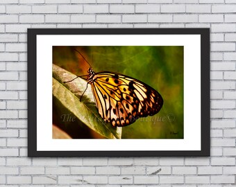 Butterfly Print/Prints/ Digital Prints/Printable Wall Art/Photography/Butterflies/Animal Prints/ Cabin Wall Art/ Butterfly Decor/ Home Decor