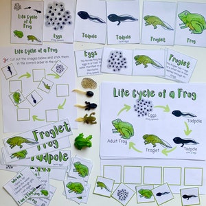 DIGITAL- Ciclo de vida de una rana Paquete educativo de educación en el hogar.