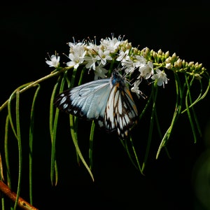 Photographic Print - A Sweet Moment 2
