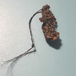May include: A dark brown, irregularly shaped piece of dried plant material is attached to a long, black string. The string is tied in a knot at the end.