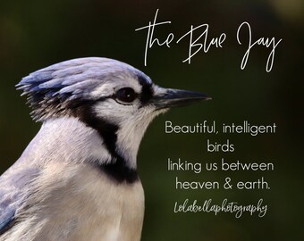 Quotes About Blue Jays Blue Jay Bird Poster Print Blue Jay Photography Custom Quote | Etsy
