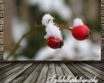Wild Rose Berries Photography Photo Print, Rose berry Photography, Wild Rose Berry, Photo Print Poster Size 11x17