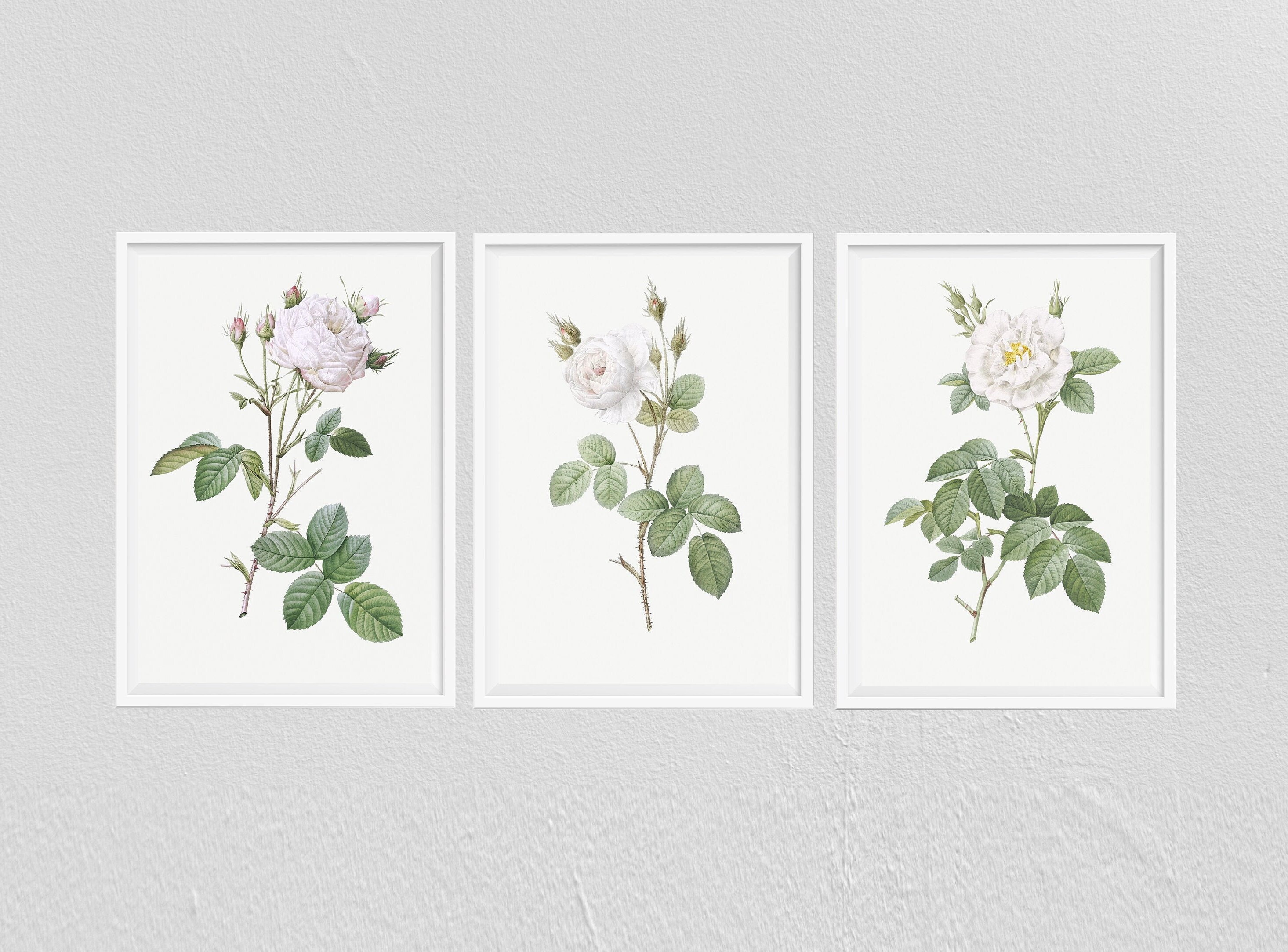 White Rose Print Vintage Rose Wall Art Botanical Art Rose Etsy