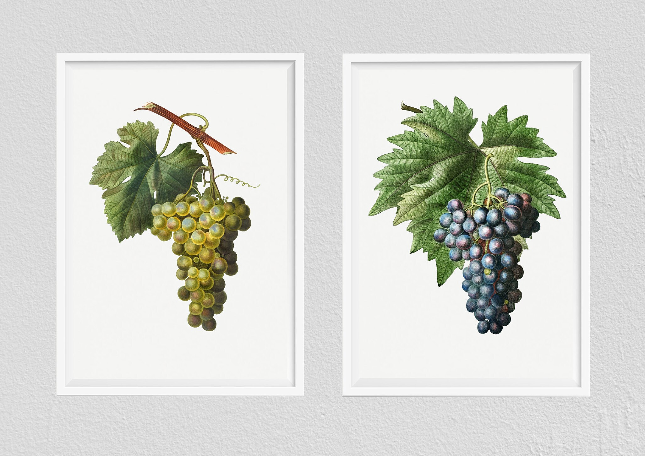 Grape Print Grape Vine Print Botanical Print Set of 2 Etsy