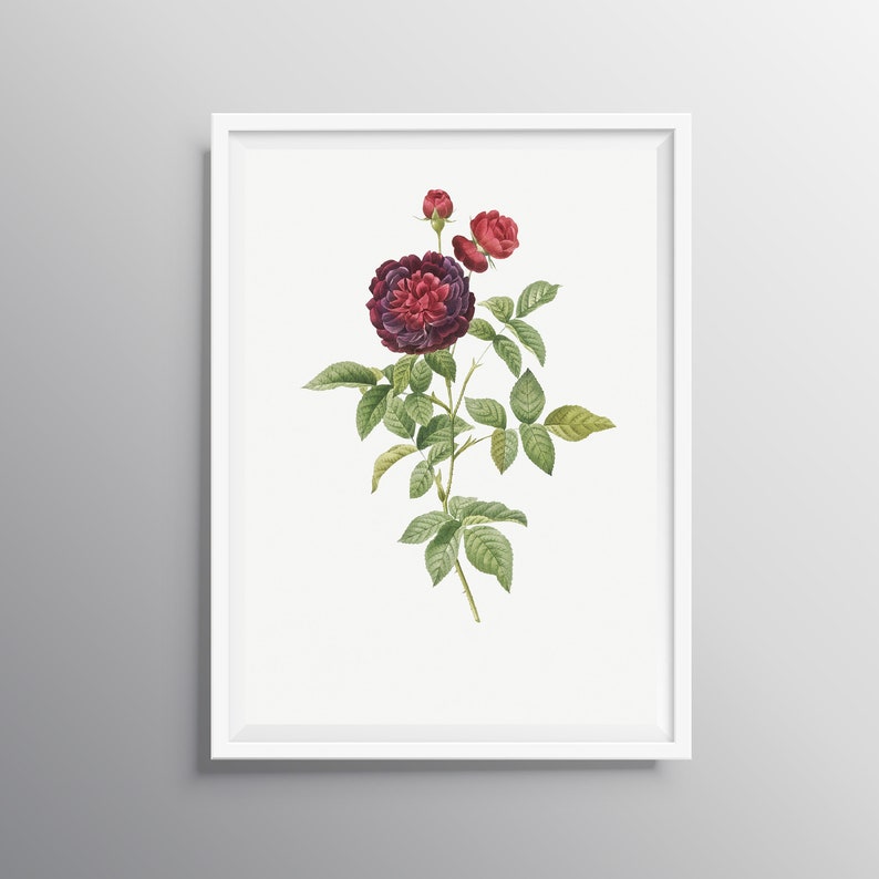 Vintage Floral Decor Red Rose Print Botanical Wall Art Rose Etsy