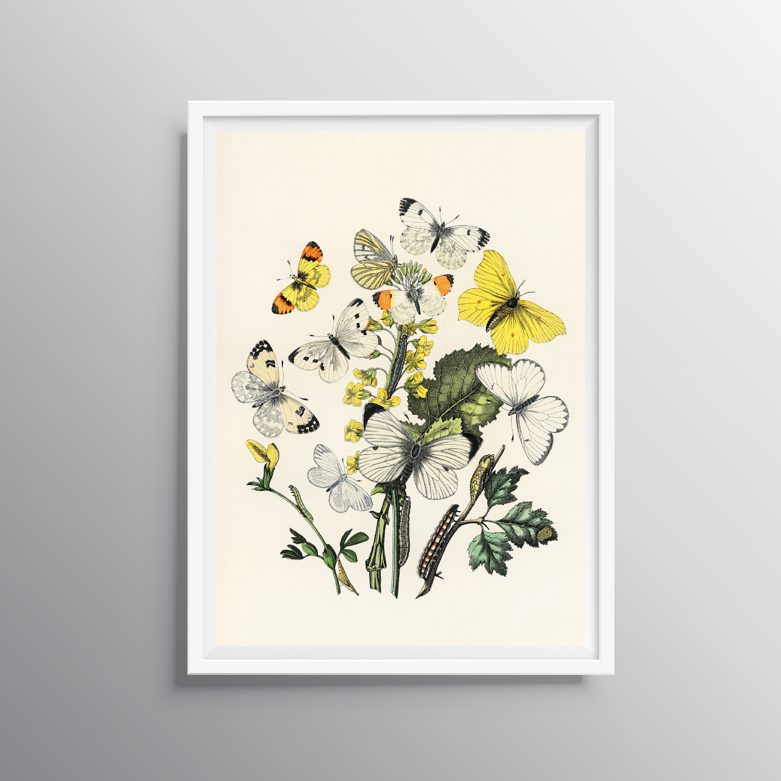 Butterfly Wall Art Vintage Butterfly Print Farmhouse Wall Etsy