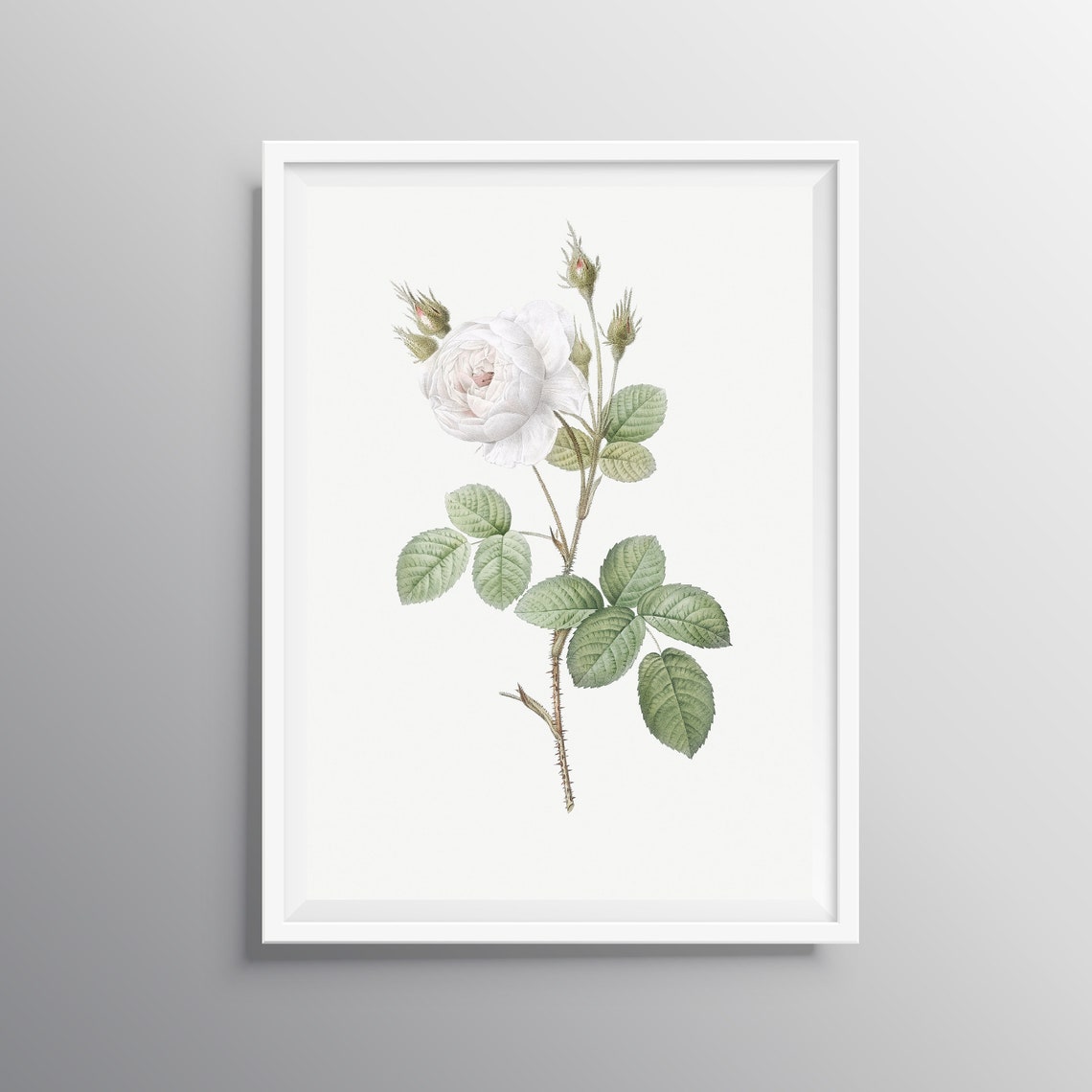 White Rose Print Vintage Rose Wall Art Botanical Art Rose Etsy