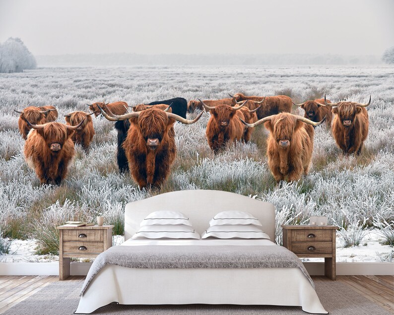 Highland Cattle Wall Mural Peel and Stick Wallpaper Highlander Etsy