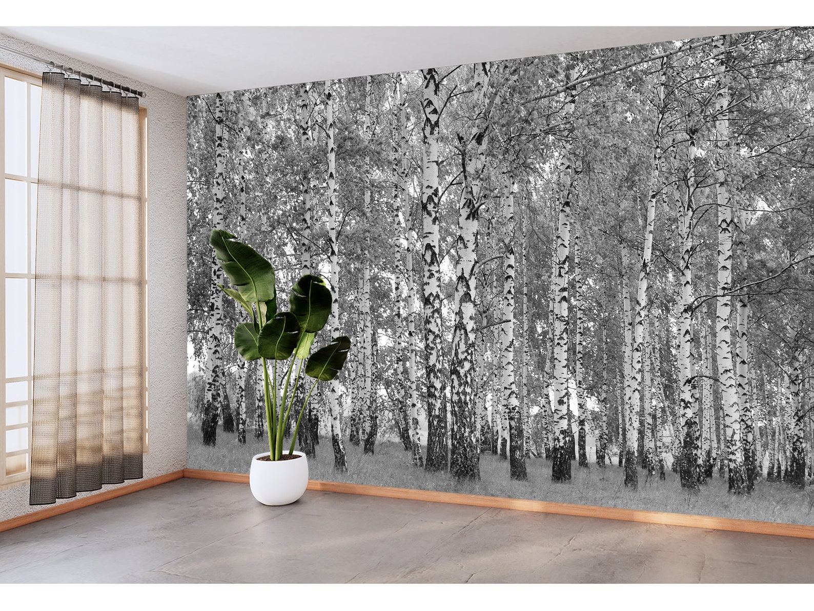 Black and White Birch Trees Wallpaper Peel and Stick Birch Etsy