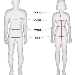 May include: Diagram showing body measurements for men and women. The measurements include torso, chest, waist, and hips.